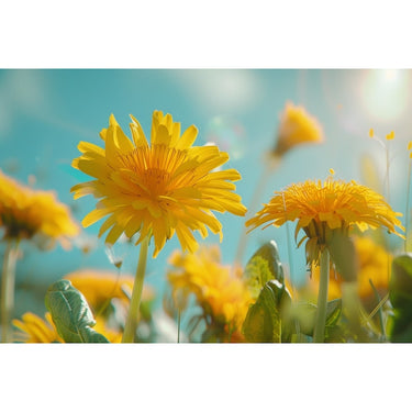 Tableau Fleurs De Pissenlit